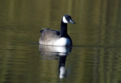 Canada Goose, Thorndon Park, West Horndon.