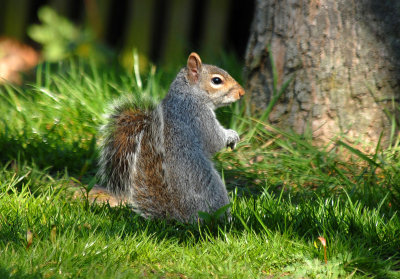 Squirrel Southchurch Park Southend On Sea
