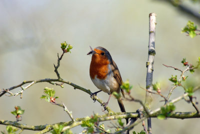 Robin in Barnwell Country Park Oundle.