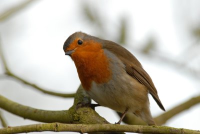 Robin, Barnwell Country Park, Oundle,