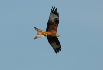 Red Kite, Barnwell Country Park, Oundle.