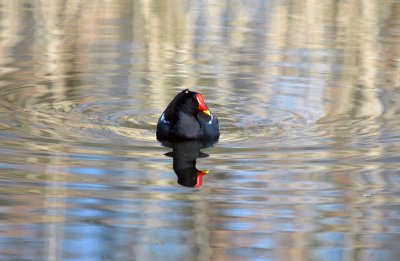 Moorhen, Barnwell Country Park, Oundle.