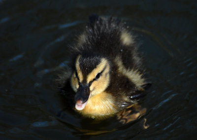 Baby Ducklings, Mallards, Barnwell Country Park, Oundle.