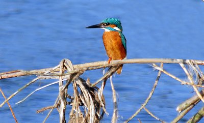 Kingfisher, Barnwell Country Park Oundle.