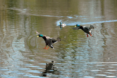 Mallards Dive Bombing Contest, Barnwell Country Park, Oundle.