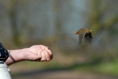 Robin feeding off the hand with crawfords mini cheddars, Barnwell Country Park, Oundle.