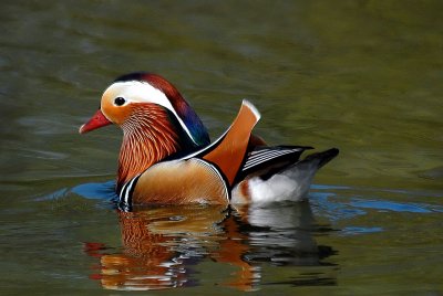 Mandarin Duck, Barnwell Country Park, Oundle.