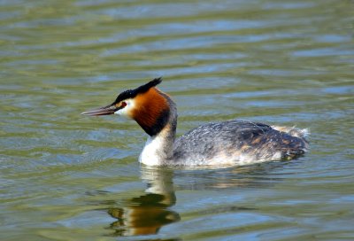 Great Crested Grebe, Barnwell Country Park, Oundle.