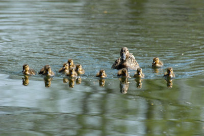 Baby Duckins Mallards, Barnwell Country Park, Oundle.