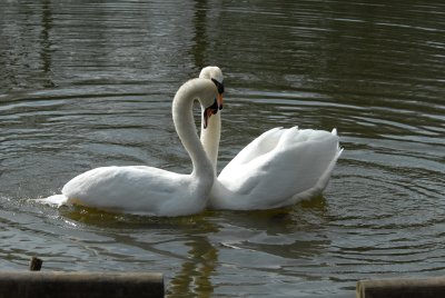 Mute Swans, Barnwell Country Park, Oundle.