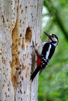 Great Spotted Woodpecker, Oundle.