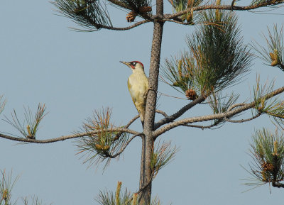 Green Woodpecker, Gunners Park, Shoeburyness,