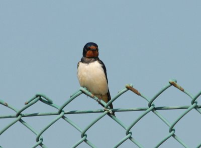 Swallow, Gunners Park, Shoeburyness,