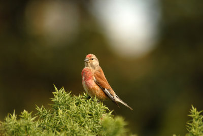 Linnet (Male), Gunners Park, Shoeburyness.