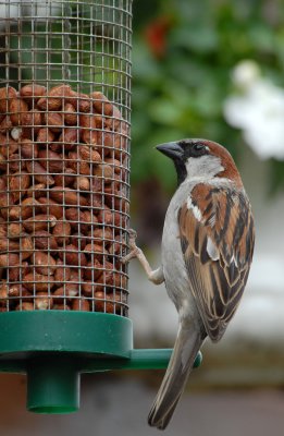 Sparrow, My garden in Shoeburyness.
