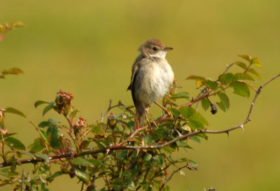 Whitethroat Gunners Park, Shoeburyness.