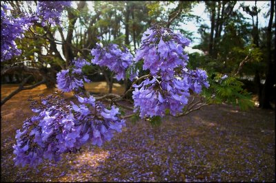 IMGP7583-01 Jacaranda.jpg