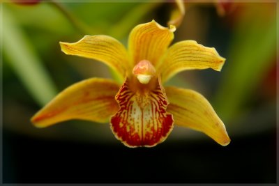 IMGP3118 Orchide.jpg