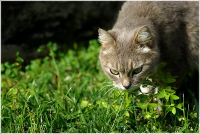 Animaux