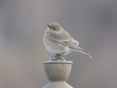 Duluth and Two Harbors Birds