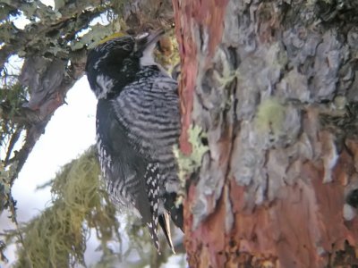 American Three-toed Woodpecker