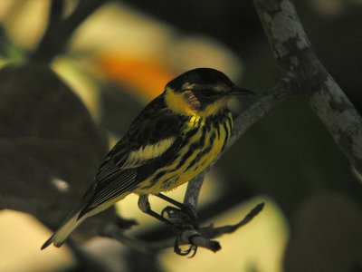 Cape May Warbler