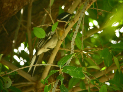 Western Spindalis