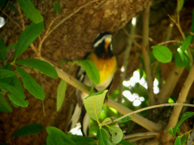 Western Spindalis