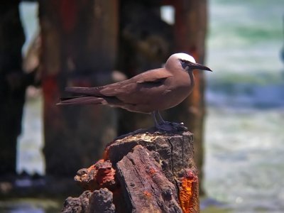 Brown Noddy