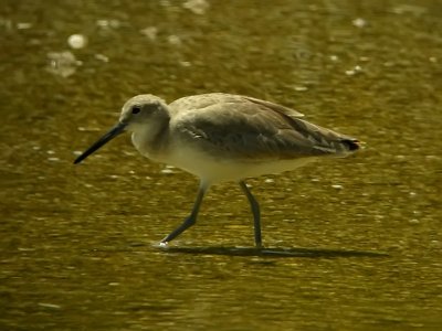 Willet
