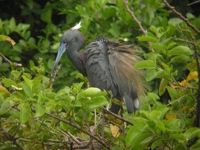 Tricolored Heron