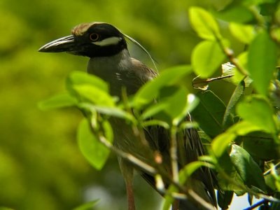 Yellow-crowned Night-heron