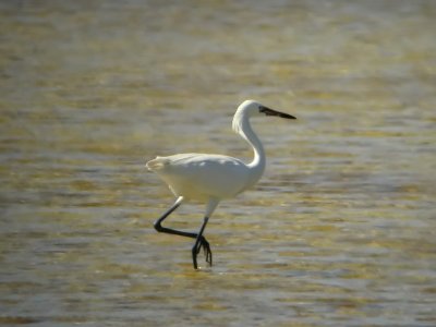 Reddish Egret