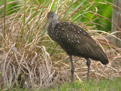 Limpkin