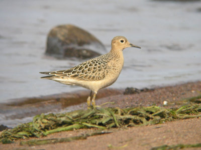 Buff-breasted Sandpiper
