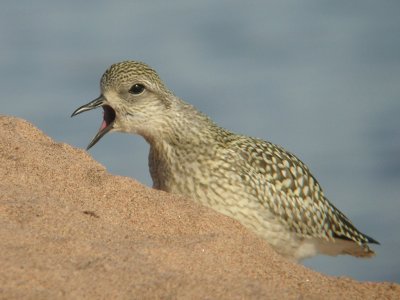 Black-bellied Plover