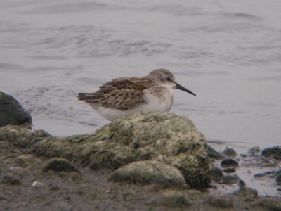 Western Sandpiper