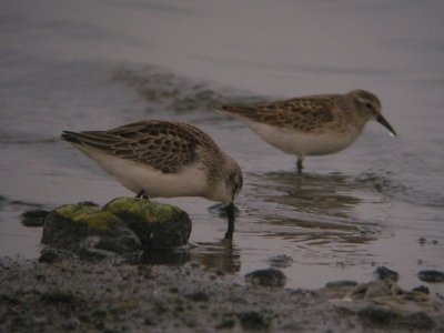 Western Sandpiper