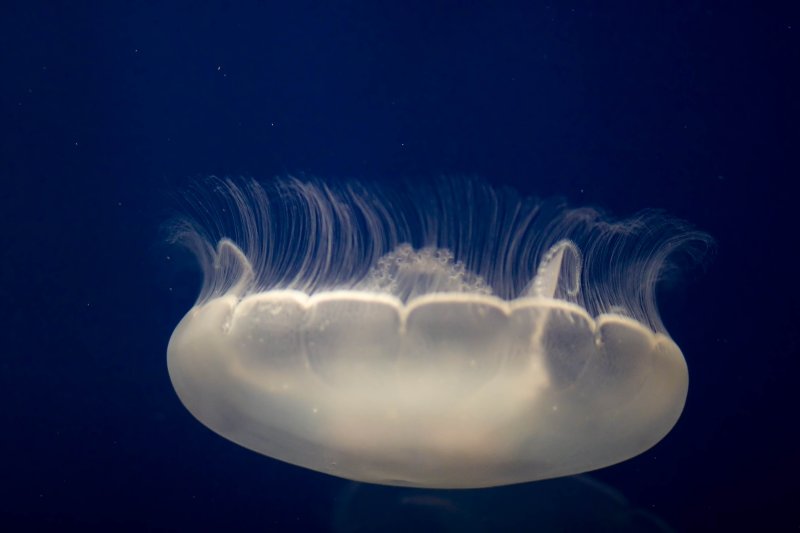 ex moon jellyfish_MG_3744.jpg