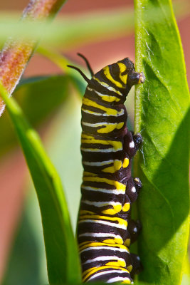 Monarch caterpillar _MG_0842.jpg