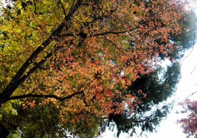 ex many different colored leaves on tree_MG_3779.jpg