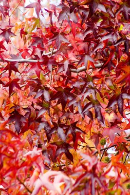 ex mass of red leaves on tree_MG_3666.jpg