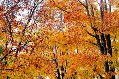 ex yellow fall leaves_MG_3667.jpg