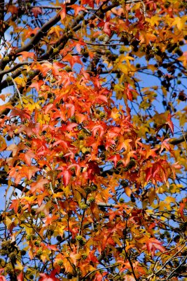 ex bright fall leaves blue sky_MG_3702.jpg