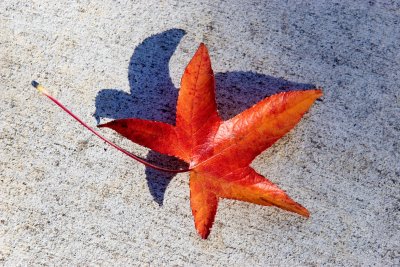 ex red leaf on concrete_MG_3918.jpg