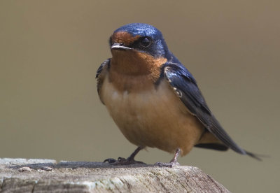 ex little blue backed red front bird_MG_0177.jpg