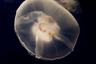 ex moon jellyfish orange circles_MG_8685.jpg