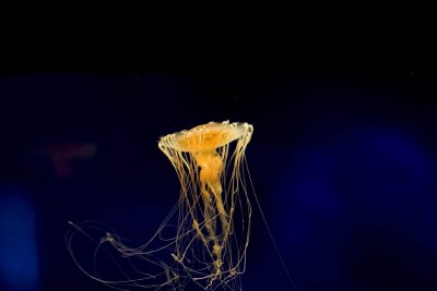 ex rising jellyfish_MG_8782.jpg