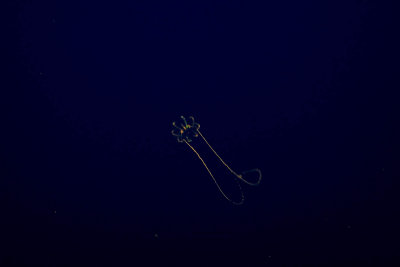 ex tiny lit jellyfish_MG_3713.jpg