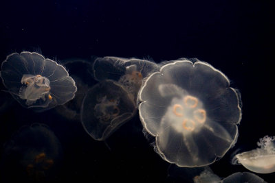 ex bunch of moon jellyfish_MG_8803 t.jpg